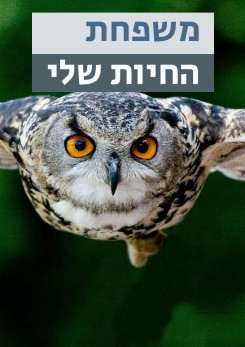Watch Full Movie משפחת החיות שלי - ינשוף - Watch Trailer