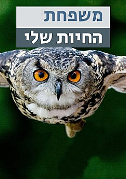 Watch Full Movie משפחת החיות שלי - ינשוף - Watch Trailer