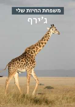 Watch Full Movie משפחת החיות שלי - ג'ירף - Watch Trailer