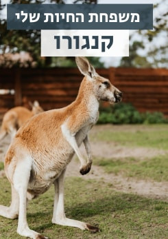 Watch Full Movie משפחת החיות שלי - קנגורו  - Watch Trailer